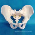 Modèle de squelette du mâle masculin adulte pour l&#39;enseignement médical (R020803)